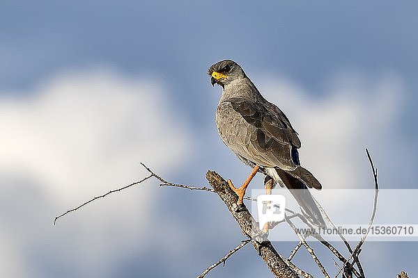 Weißbürzel-Singhabicht (Melierax poliopterus)  Tsavo West Nationalpark  Kenia  Ostafrika  Afrika