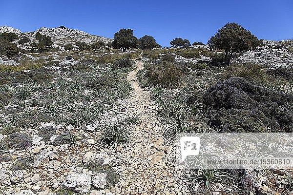Hiking trail at Puig Caragoli  Serra de Tramuntana  near Valldemossa  Majorca  Balearic Islands  Spain  Europe