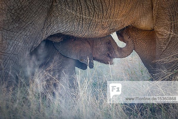 Afrikanischer Elefant (Loxodonta africana)  Elefantenbaby sucht Schutz bei der Mutter  Klaserie Nature Reserve  Südafrika  Afrika