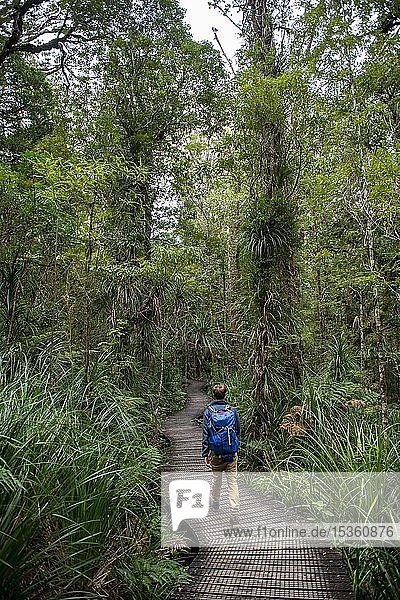 Young man on hiking trail in Kauri Forest  Kauri Walks  Waipoua Forest  Northland  North Island  New Zealand  Oceania