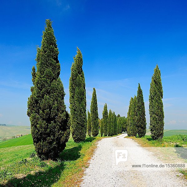 Typische toskanische Landschaft mit Zypressenallee  bei Pienza  Val d'Orcia  Toskana  Italien  Europa
