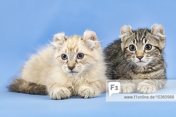 Zwei Rassekatzen American Curl (Felis silvestris catus)  schwarz gestromt und blau gestromt point  10 Wochen  Österreich  Europa