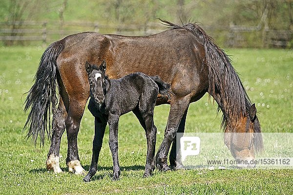 Domestic horses  mare with foal grazes on the pasture  Germany  Europe