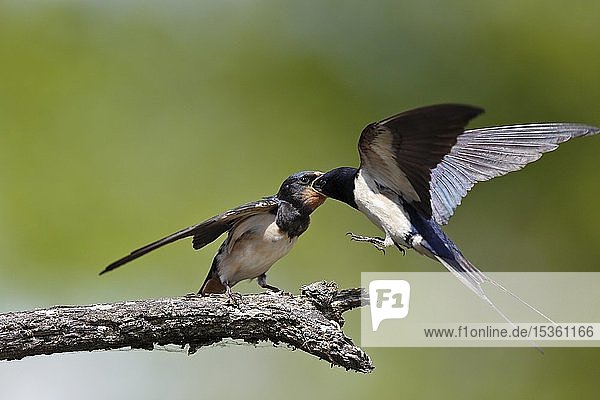 Barn swallow (Hirundo rustica)  old animal feeds fledgling young on a branch in approach  Nature Park Peental  Mecklenburg-Western Pomerania  Germany  Europe