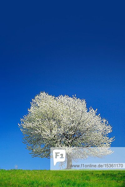 Großer alter Kirschbaum (Prunus) in voller Blüte unter blauem Himmel  Saalekreis  Sachsen-Anhalt  Deutschland  Europa