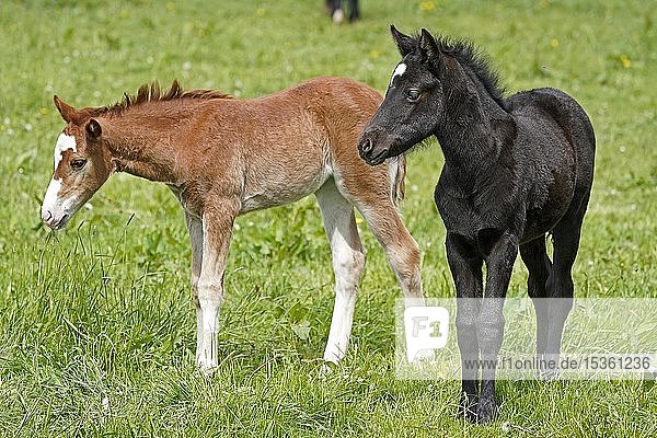 Domestic horses two foals on the pasture Germany Europe