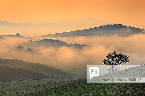 Morgenstimmung in der Toskana  hügelige Landschaft mit Nebel bei Sonnenaufgang  Val d'Orcia  Toskana  Italien  Europa