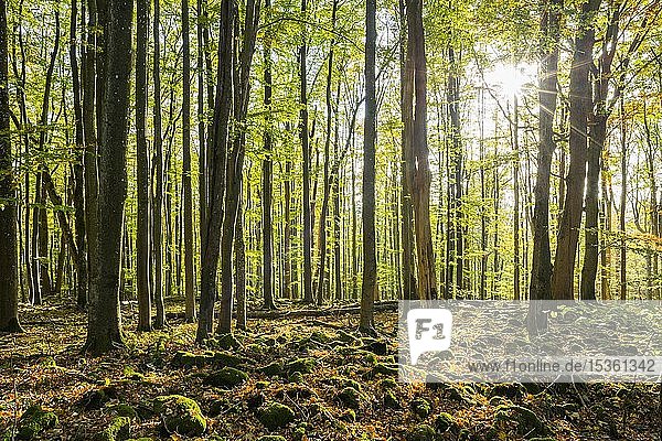 Rotbuchen (Fagus sylvatica) und moosbewachsene Steine  Naturpark Schwarze Berge  Biosphärenreservat Rhön  Bayern  Deutschland  Europa