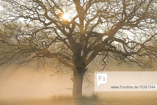 Sonnenaufgang  Traubeneiche  Stieleiche (Quercus robur) auf den Elbwiesen im Morgennebel  Biosphärenreservat Mittlere Elbe  Sachsen-Anhalt  Deutschland  Europa