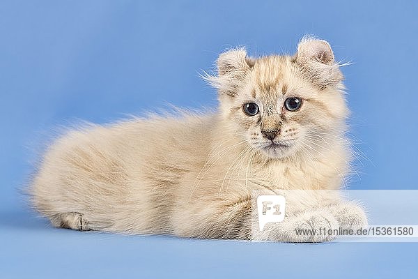 Rassekatze American Curl (Felis silvestris catus)  liegend  blau gestromt point  jung  10 Wochen  blauer Hintergrund  Österreich  Europa