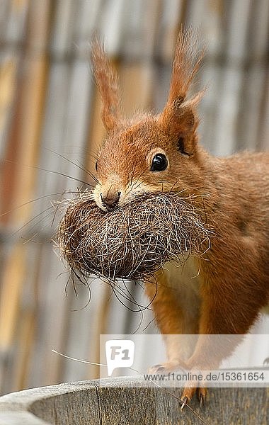 Eurasian red squirrel (Sciurus vulgaris)  collects nesting material  Baden-Württemberg  Germany  Europe