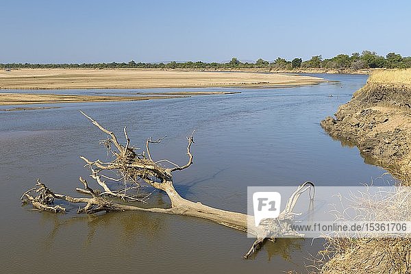 Toter Baum im Wasser  Luangwa River  South Luangwa National Park  Sambia  Afrika