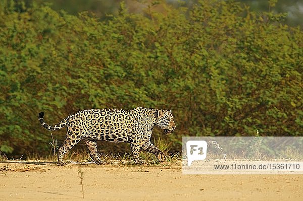 Jaguar (Panthera onca) runs on the river bank  Pantanal  Mato Grosso  Brazil  South America