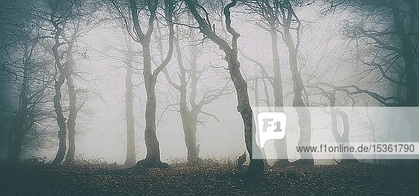 Mysteriöser Laubwald mit Nebel im Herbst  kahle Buchen (Fagus)  Erzgebirge  Tschechische Republik  Europa