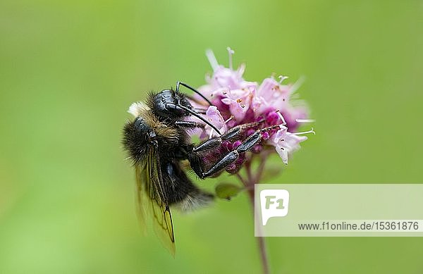 Bumblebee (Bombus) collects nectar on a purple flower  wild marjoram (Origanum vulgare)  close-up  Germany  Europe