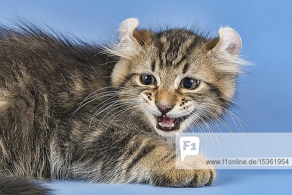 Rassekatze American Curl (Felis silvestris catus)  Tierportrait  Langhaar  Kater  10 Wochen  schwarz gestromt  Österreich  Europa