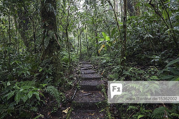 Encantado Trail  hiking trail through dense vegetation in cloud forest  Reserva Bosque Nuboso Santa Elena  Guanacaste Province  Costa Rica  Central America