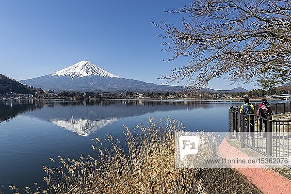 Lake shore with reed and promenade  Lake Kawaguchi  back volcano Mt. Fuji  Yamanashi Prefecture  Japan  Asia