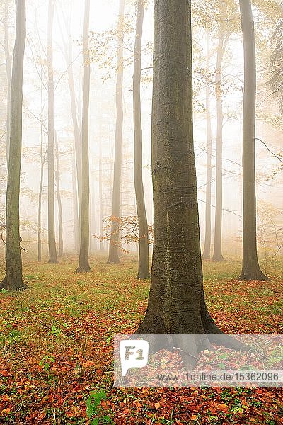 Buchenwald (Fagus) im Herbst  dichter Nebel  Harz  Sachsen-Anhalt  Deutschland  Europa