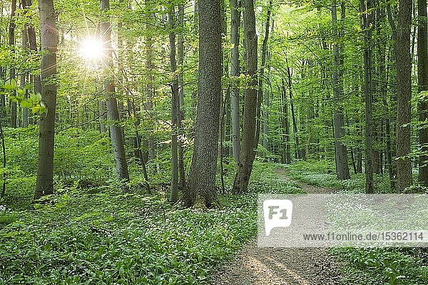 Wanderweg durch Rotbuchenwald (Fagus sylvatica) mit blühendem Ramsom (Allium ursinum) und Sonnenreflex  Nationalpark Hainich  Thüringen  Deutschland  Europa