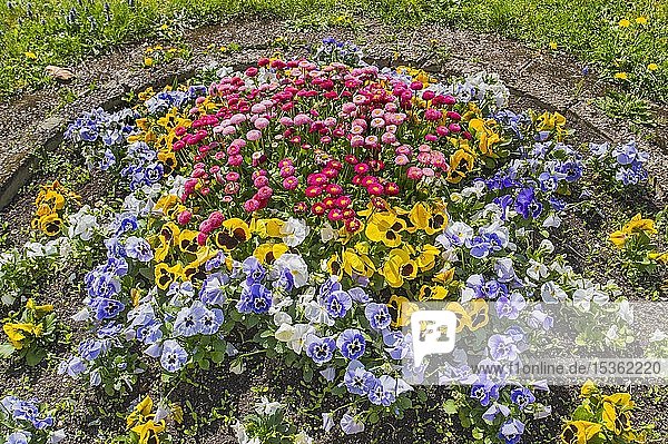 Blumenbeet mit Frühlingsblumen  Oberbayern  Bayern  Deutschland  Europa