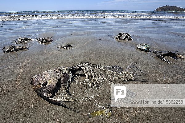 Dead fish lying washed up on the sandy beach  Playa Samara  Samara  Nicoya Peninsula  Guanacaste Province  Costa Rica  Central America