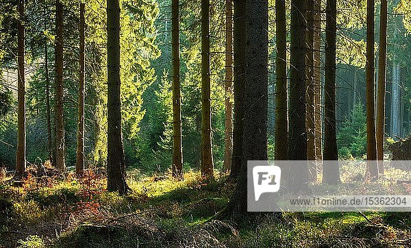 Stimmungsvoller sonniger naturnaher Fichtenwald im Frühjahr  altes Herbstlaub  Nationalpark Harz  Niedersachsen  Deutschland  Europa
