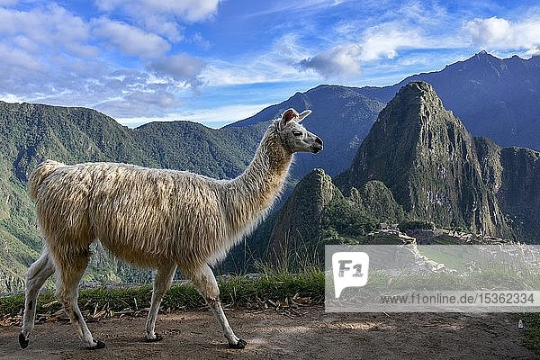 Lama (Lama glama) vor Machu Picchu  Aguas Calientes bei Cusco  Anden  Peru  Südamerika