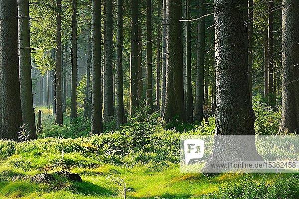 Unberührter naturnaher Fichtenwald in der Morgensonne  Nationalpark Harz  Niedersachsen  Deutschland  Europa