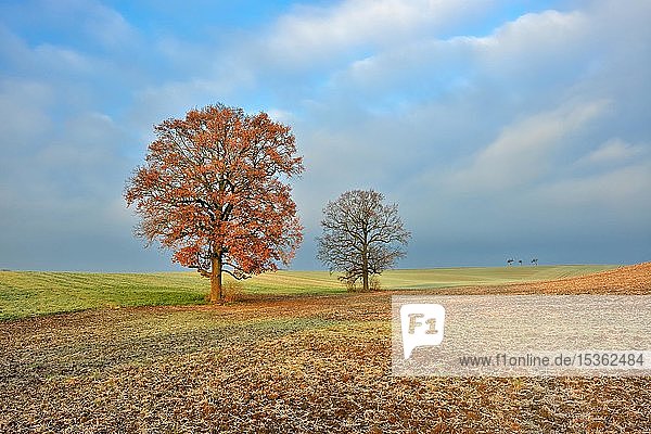 Zwei Eichen auf gepflügtem Feld im Herbst  Burgenlandkreis  Sachsen-Anhalt  Deutschland  Europa