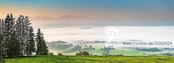 Panorama  Blick vom Auerberg bei Bernbeuren  Frühnebel im Tal in der Morgendämmerung  im hinteren Alpenraum  Allgäu  Bayern  Deutschland  Europa