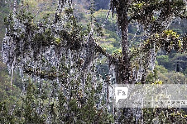 Dicht mit Altmannsbärten (Usnea) bewachsener Baum  Orosi-Tal  Provinz Cartago  Costa Rica  Mittelamerika