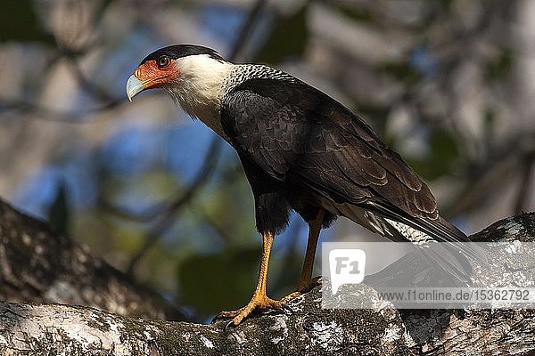 Southern crested caracara (Caracara plancus) sits curiously on branch  Manuel Antonio National Park  Puntarenas Province  Costa Rica  Central America