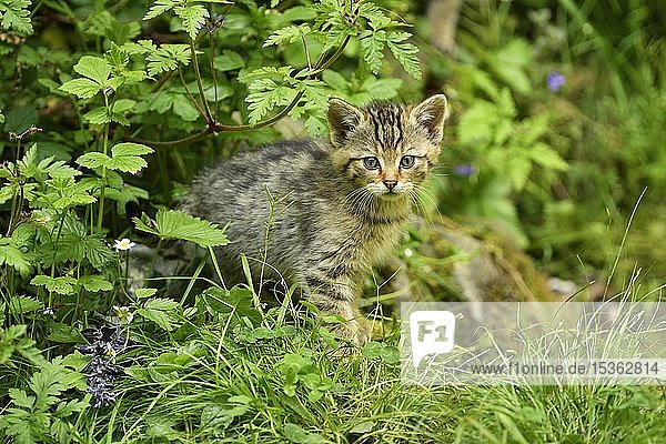 European wildcat (Felis silvestris silvestris)  young animal  captive  Switzerland  Europe