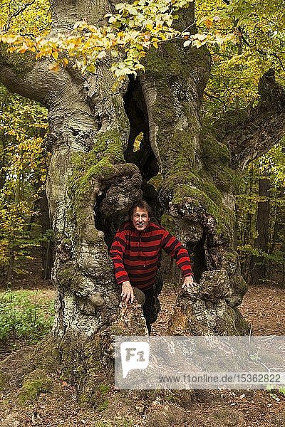 Man in hollow old tree  National Park Kellerwald  autumn  Germany  Europe