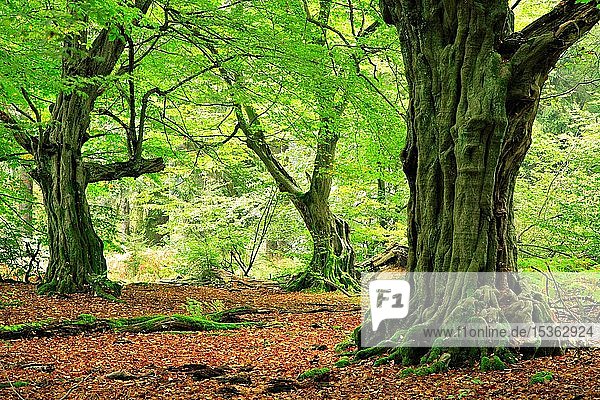 Wald mit knorrigen  alten  moosbewachsenen Hainbuchen (Carpinus betulus)  Urwald Sababurg  Reinhardswald  Hessen  Deutschland  Europa