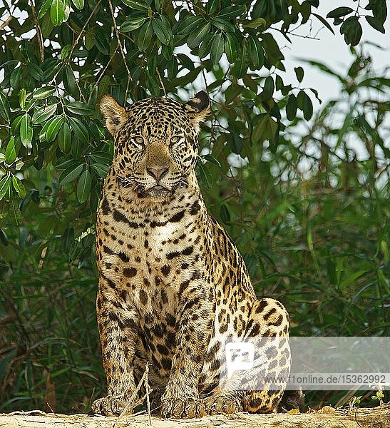 Jaguar (Panthera onca) sitzt am Flussufer  Pantanal  Mato Grosso  Brasilien  Südamerika