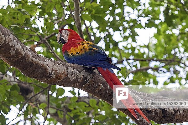 Scharlachara (Ara macao)  sitzend auf einem Ast in einem Baum  Provinz Guanacaste  Costa Rica  Mittelamerika