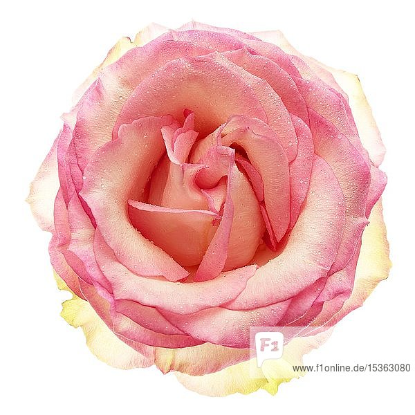 Rose (Rosa)  Blume  rosa Blüte mit Wassertropfen  Ausschnitt  Deutschland  Europa