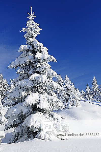 Verschneite unberührte Winterlandschaft  schneebedeckte Fichten (Picea abies)  Nationalpark Harz  Sachsen-Anhalt  Deutschland  Europa