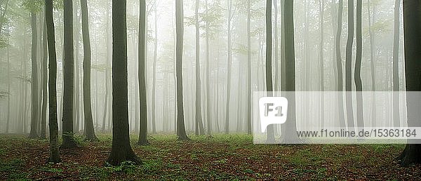 Panorama  Buchenwald (Fagus) im Frühherbst  dichter Nebel  Ostharz  bei Wippra  Sachsen-Anhalt  Deutschland  Europa