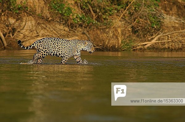 Jaguar (Panthera onca) running in river  Pantanal  Mato Grosso  Brazil  South America