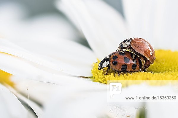 Zwei asiatische Marienkäfer (Harmonia axyridis) bei der Paarung auf der Blüte eines Gänseblümchens (Argyranthemum frutescens)  Hessen  Deutschland  Europa