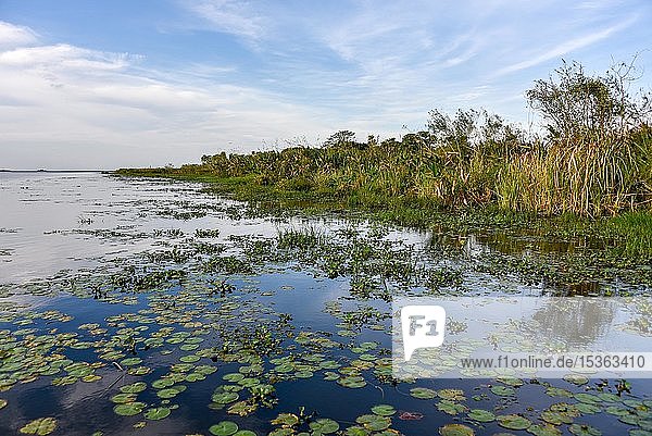 Sumpfgebiet Esteros del Iberá Provinz Corrientes Argentinien Südamerika