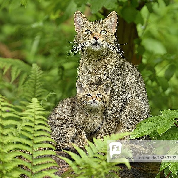 European wildcat (Felis silvestris silvestris)  mother with young animal sits on tree trunk and observes attentively  captive  Switzerland  Europe