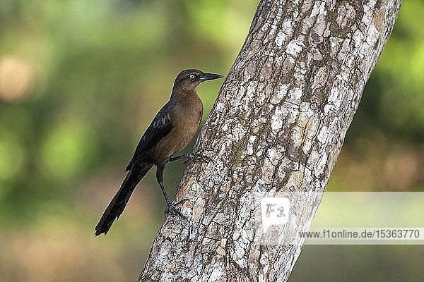 Great-tailed grackle (Quiscalus mexicanus)  female  sitting on a tree trunk  Manuel Antonio National Park  Puntarenas Province  Costa Rica  Central America