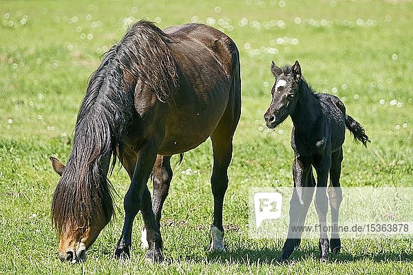 Domestic horses Mare with foal grazing on pasture Germany Europe