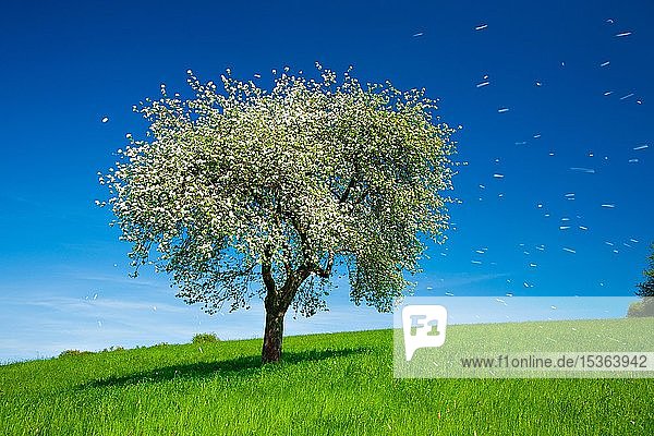 Blühender Apfelbaum im Frühling  blauer Himmel  weiße Blütenblätter vom Wind verweht  Hessen  Deutschland  Europa