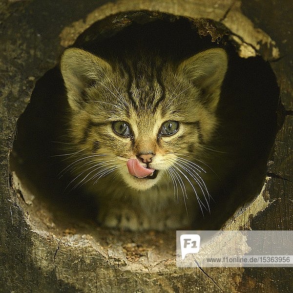 Europäische Wildkatze (Felis silvestris silvestris)  Jungtier schaut aus einem Baumloch und leckt sich das Maul  in Gefangenschaft  Schweiz  Europa