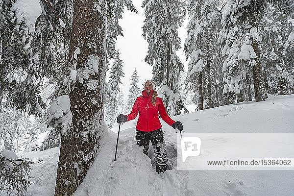 Young woman standing in deep snow  hiking in winter  deep snow in the forest  Brixen im Thale  Tyrol  Austria  Europe